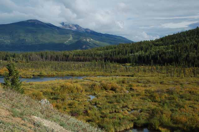mushrooms on Patricia Lake Loop